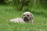 CANE CORSO 1070